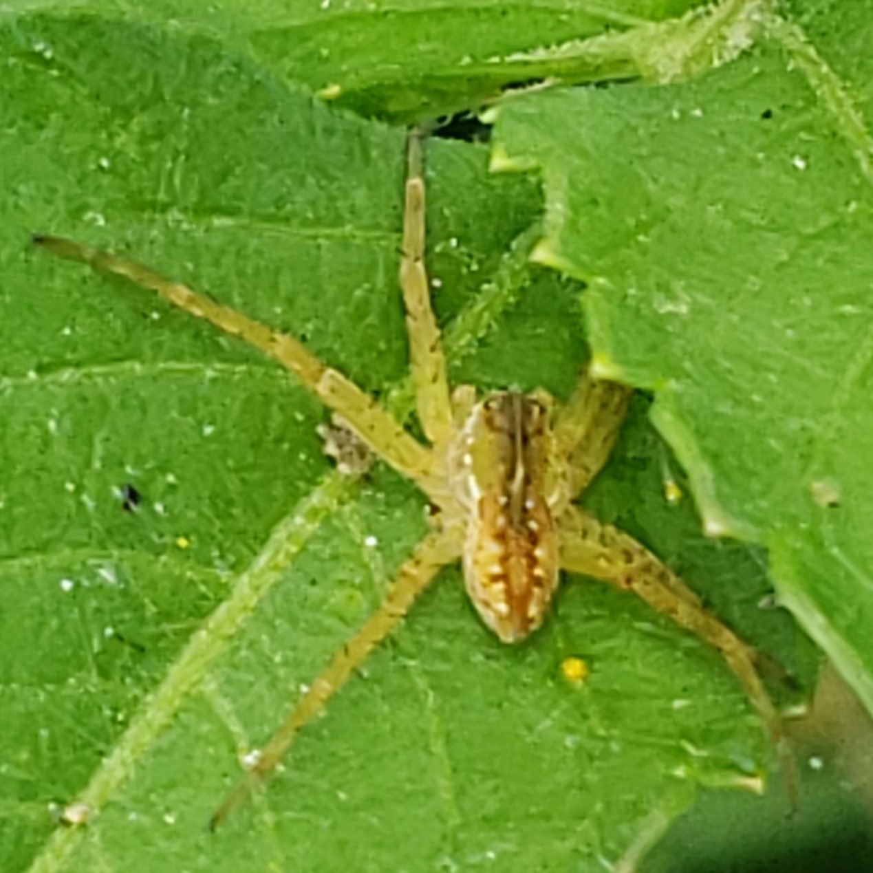 Picture of Dolomedes triton